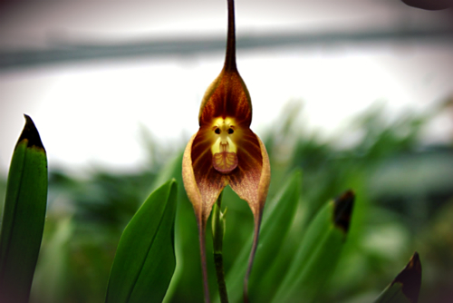 monkey-orchid.jpg?w=660